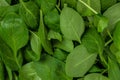 Spinach background full image. Food recipe background. Close up. Top view Royalty Free Stock Photo
