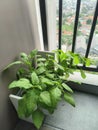 Spinach on balcony