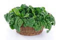 Spinach in the basket Royalty Free Stock Photo