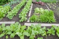 Spinach and bean plants on a vegetable garden patch Royalty Free Stock Photo