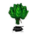 Spinach bunch hand drawn vector. Vegetable illustration.