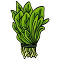 Spinach Bunch Leaves Green Raw Vegetable Organic Vector Illustration Royalty Free Stock Photo