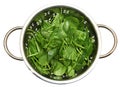 Spinach in Colander Royalty Free Stock Photo