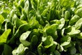 Spinach Crop Royalty Free Stock Photo