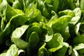 Spinach Crop Royalty Free Stock Photo