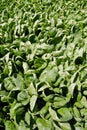 Spinach Crop Royalty Free Stock Photo