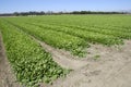 Spinach Crop Royalty Free Stock Photo