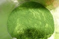 Spinach dried powder