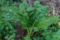 Spinach Farm Landscape Vegetation Plants Agriculture Fields Meadows Nature Trees Blue Sky Farming In Kakamega County Kenya