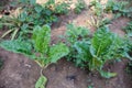 Spinach Farm Landscape Vegetation Plants Agriculture Fields Meadows Nature Trees Blue Sky Farming In Kakamega County Kenya