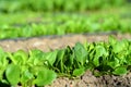 Spinach on the field sprouting up - Baby spinach ready to be harvested from the garden