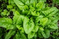 Spinach green foliage in the garden