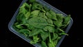 Spinach green lettuce leaves in a plastic box, twirling on a black background.