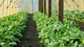 Spinach greenhouse folio harvest Spinacia oleracea rows fresh seedlings growing fresh farm in field plant farming. Young