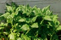 Spinach growing in urban garden. Greens and salad leaves close up. Home grown food and organic vegetables. Community garden Royalty Free Stock Photo