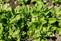 Spinach growing in urban garden. Greens and salad sprouts close up. Home grown food and organic vegetables. Community garden Royalty Free Stock Photo