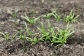 Spinach growing in urban garden. Greens and salad sprouts close up. Home grown food and organic vegetables. Community garden Royalty Free Stock Photo