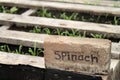 Spinach handmade garden sign