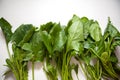 Spinach Royalty Free Stock Photo