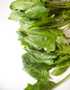 Spinach Royalty Free Stock Photo
