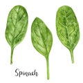 Spinach herb watercolor isolated on white background