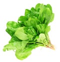 Spinach isolated Royalty Free Stock Photo