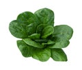 Spinach Isolated Royalty Free Stock Photo