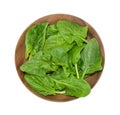 Spinach leaf close up isolated on white without shadow Royalty Free Stock Photo