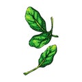 spinach leaf green sketch hand drawn vector