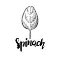 Spinach leaf hand drawn vecto. Isolated Spinach leaf drawin