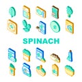 spinach leaf salad green food icons set vector Royalty Free Stock Photo
