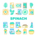 spinach leaf salad green food icons set vector