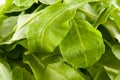 spinach leaves Royalty Free Stock Photo