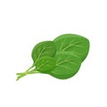 Spinach leaves cartoon vector illustration