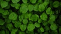 Spinach leaves are fresh and lush Royalty Free Stock Photo