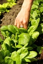 Spinach leaves, growing vegetables Royalty Free Stock Photo