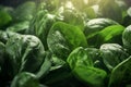 Spinach leaves healthy food background