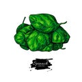 Spinach leaves heap hand drawn vector. Vegetable illustration.