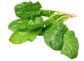 Spinach leaves isolate on white background. Healthy food Royalty Free Stock Photo