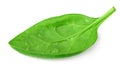 spinach leaves isolate on white background. Healthy food Royalty Free Stock Photo