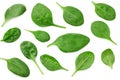 spinach leaves isolate on white background. Healthy food. Top view Royalty Free Stock Photo