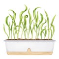 Spinach leaves with micro greenery. Green onions, fresh sprouts and young leaves, front view in a garden long pot. Healthy