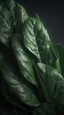spinach leaves photorealistic close-up, ai generation
