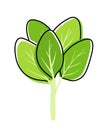 Spinach Leaves Vegetable Vector Illustration Image