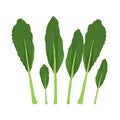 Spinach Leaves, vitamin C source. Green Spinach for agriculture, cooking, healthy food. Dietetic, vegetarian and Healthy food