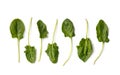 Spinach leaves on white background, top view, flat lay Royalty Free Stock Photo