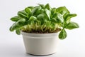 Spinach Malabar Growing In White Pot On White Background. Generative AI Royalty Free Stock Photo