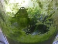 spinach in a mixer Royalty Free Stock Photo