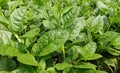 Spinach plant Royalty Free Stock Photo