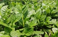 Spinach plant Royalty Free Stock Photo